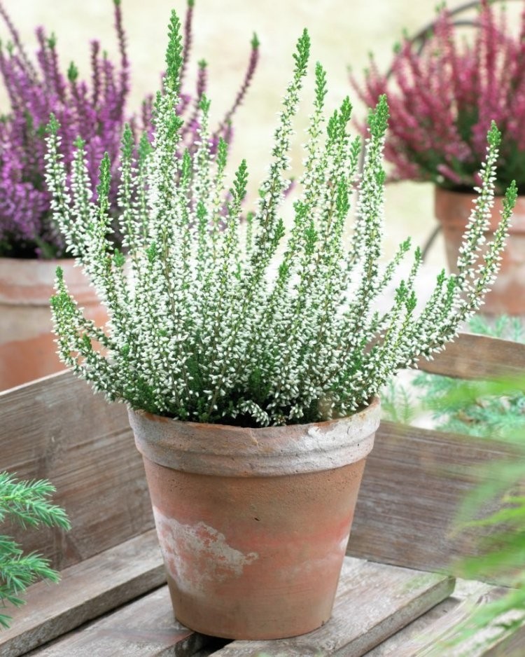 Download SPECIAL DEAL - Heathers - Pack of 12 WHITE Flowering ...