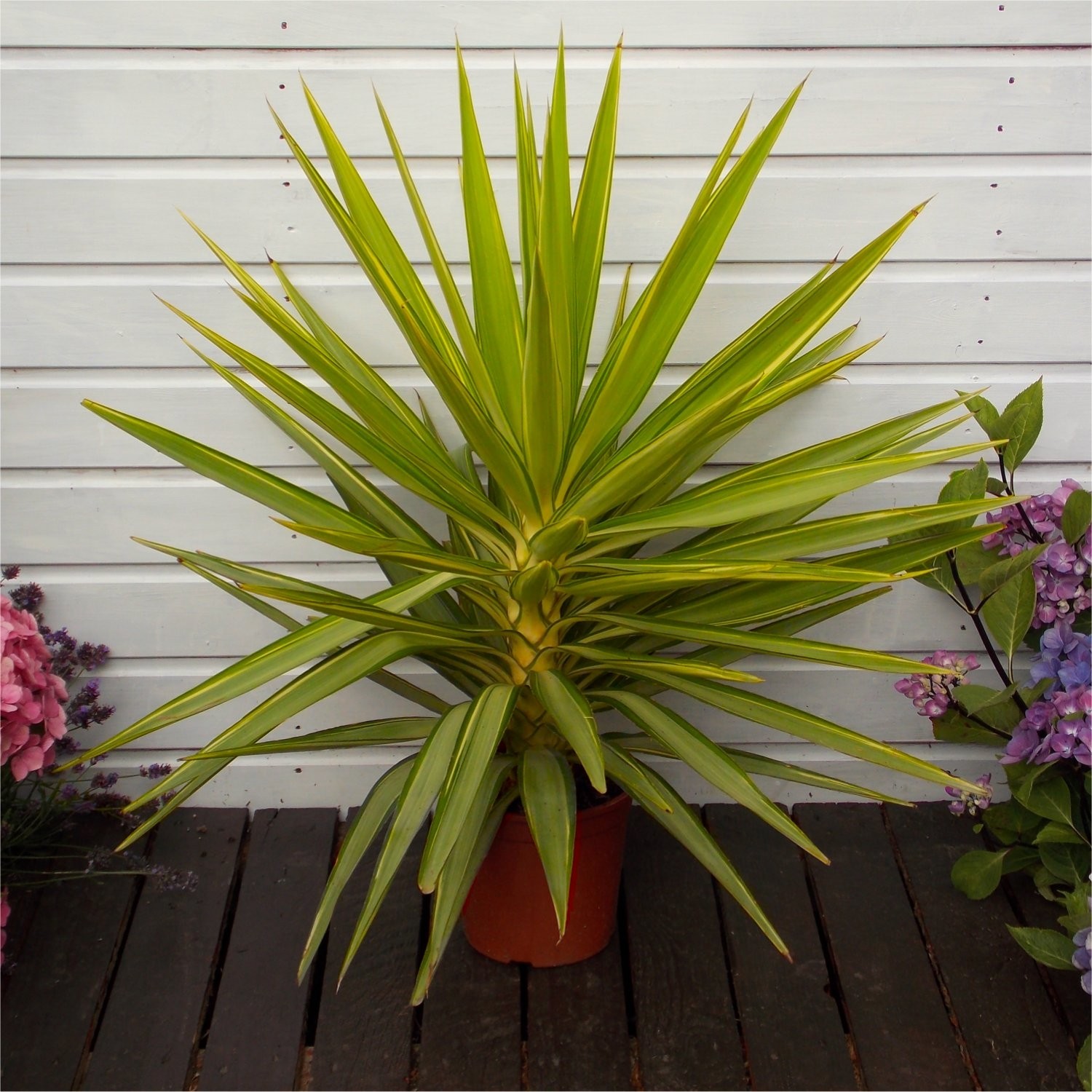 LARGE Patio Adams Needle Yucca Jewel Palm Trees - Approx 80-100cms Adam's Needle Yucca Plant For Sale